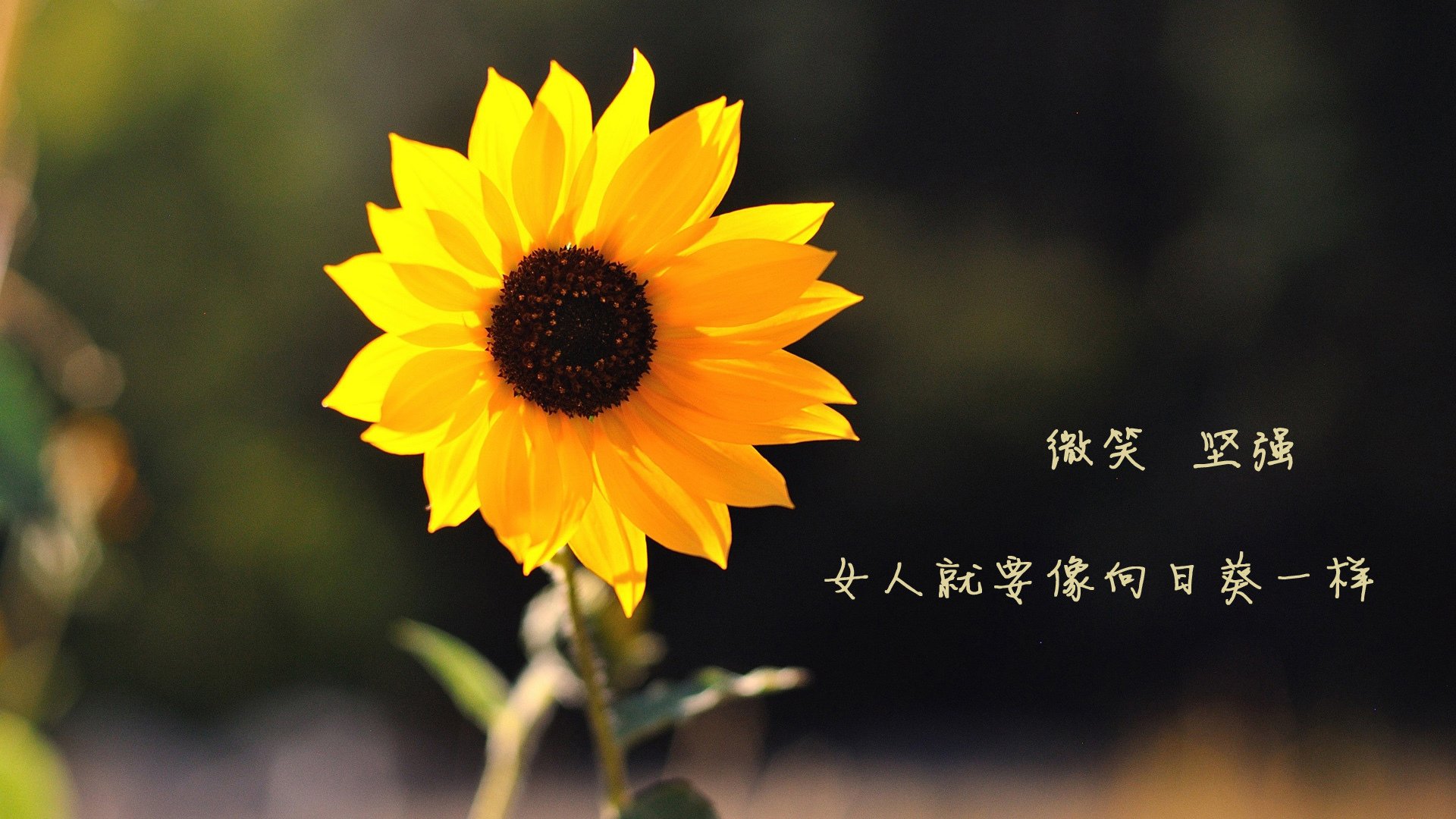 开拓者的时代宣言，当撕裂之城逆袭篮网，焦点之战如何重塑NBA格局？