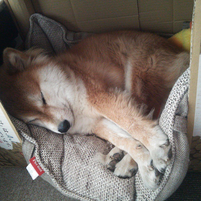 极地火山 vs 两河文明,奥运周期关键战中冰岛冲垮伊拉克的法则崩坏