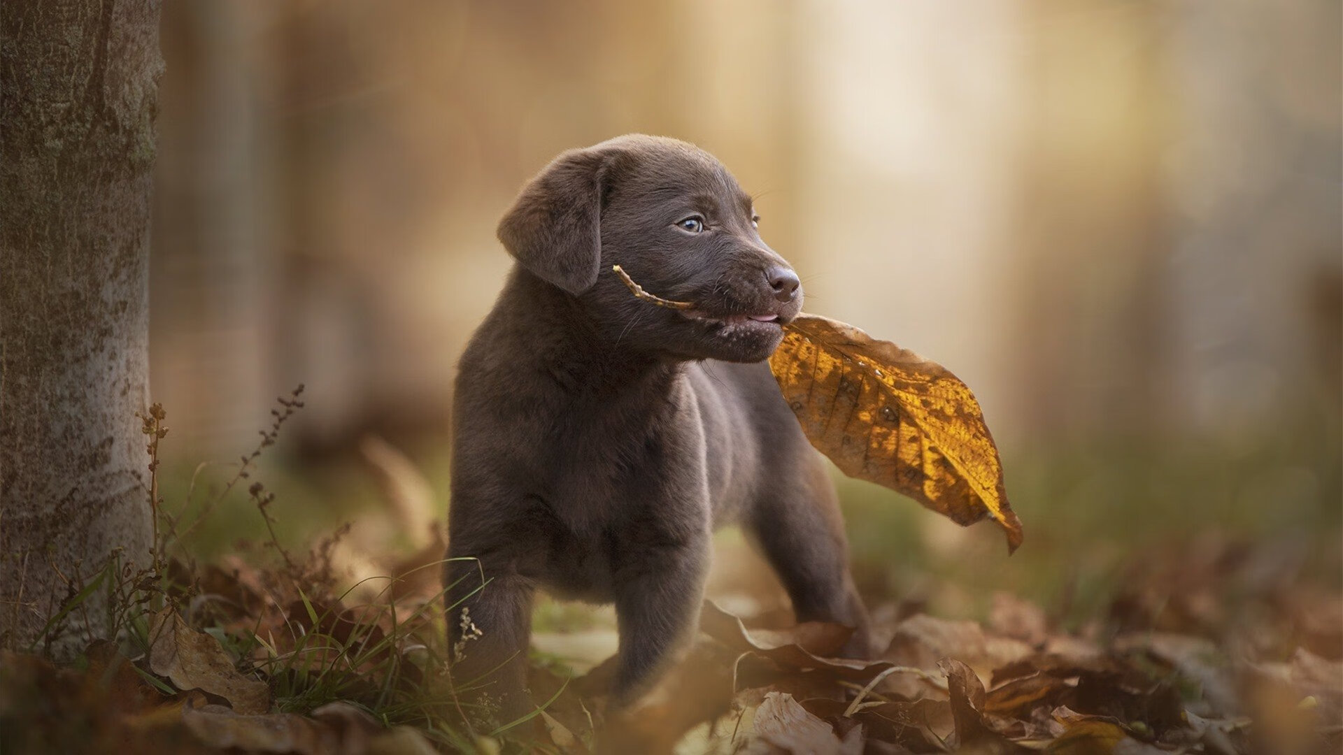 冰与火之歌，马刺体系寒流冰封骑士，拉梅洛数据烈焰灼穿苍穹