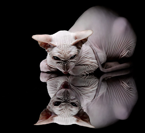 双面足球智慧，三笘薰的迷宫织网与勒沃库森的精准拆解