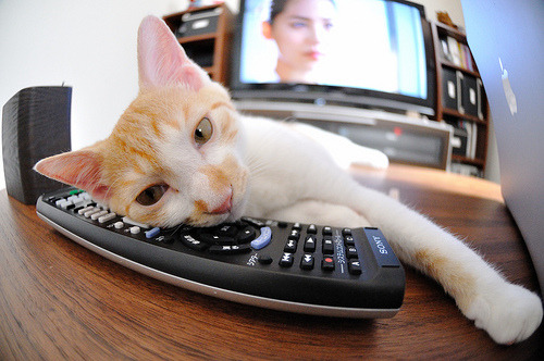 当灰熊与奇才的战术簿全部失效，文班亚马是球场上的唯一答案