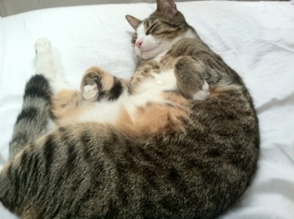 暮色血战，当布克的三分雨为新疆队降下千阳