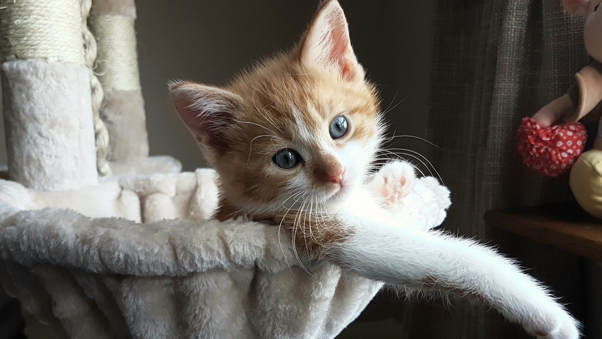 逆袭之夜，洪都拉斯足球小国的世界杯生死战启示录