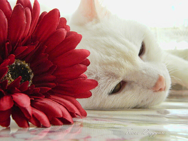 尼克斯vs独行侠，武切维奇如何客场定乾坤？