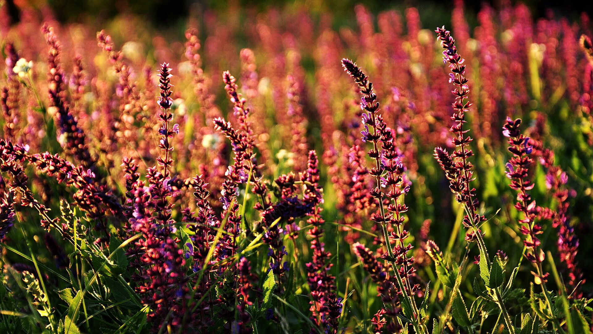 盾与矛的史诗，当塞内加尔的叹息之墙让安哥拉的利刃无声折戟